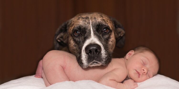 Silent and Allergy-Friendly: The Best Small Hypoallergenic Dogs for Quiet Companionship