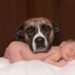 Silent and Allergy-Friendly: The Best Small Hypoallergenic Dogs for Quiet Companionship
