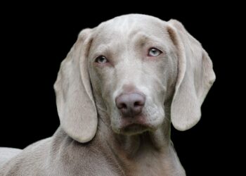 Tail-Wagging Solutions: The Ultimate Guide to Allergy-Friendly Dog Food for Picky Eaters
