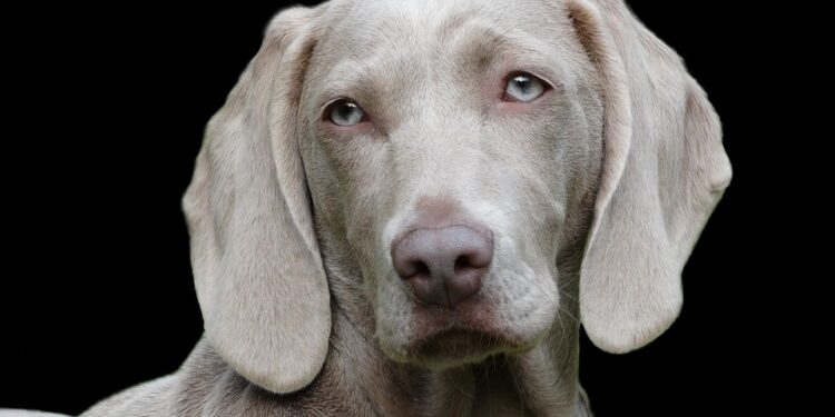 Tail-Wagging Solutions: The Ultimate Guide to Allergy-Friendly Dog Food for Picky Eaters