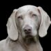 Tail-Wagging Solutions: The Ultimate Guide to Allergy-Friendly Dog Food for Picky Eaters