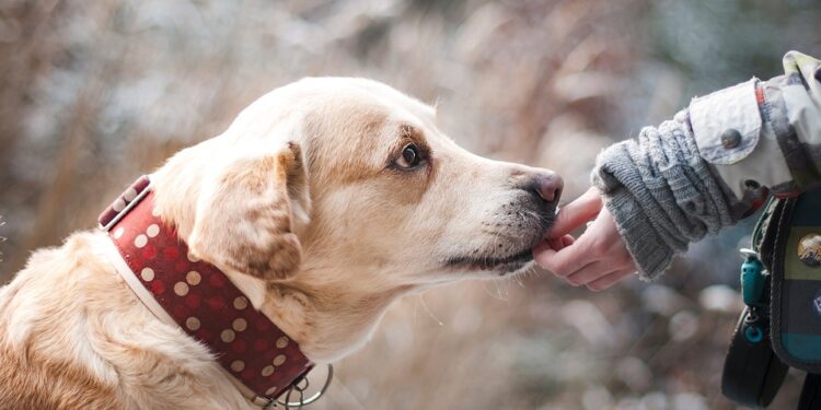 Unlock Your Picky Pup’s Appetite with These Irresistible Dog Food Options!