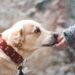 Unlock Your Picky Pup’s Appetite with These Irresistible Dog Food Options!