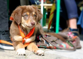 Unleash the Power of Bonding: The Ultimate Guide to Leash Training Your Dog