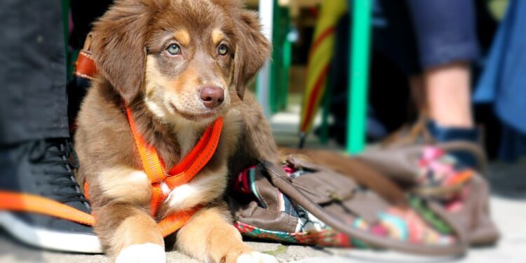 Unleash the Power of Bonding: The Ultimate Guide to Leash Training Your Dog