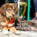 Unleash the Power of Bonding: The Ultimate Guide to Leash Training Your Dog