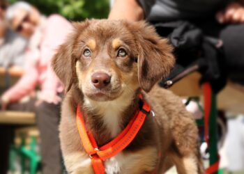 The Ultimate Freedom: Unleashing Your Dog with the Longest Leash