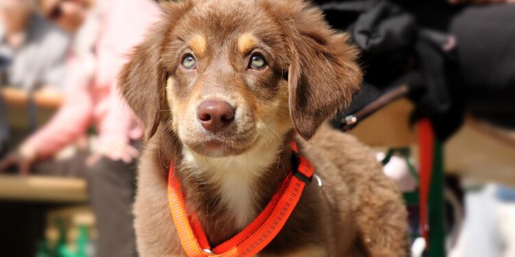 The Ultimate Freedom: Unleashing Your Dog with the Longest Leash