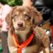 The Ultimate Freedom: Unleashing Your Dog with the Longest Leash