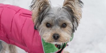 Pint-Sized Pup Fashion: Stylish Outfits for Small Dogs