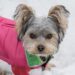 Pint-Sized Pup Fashion: Stylish Outfits for Small Dogs