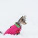 The Tiny Terror: Unleashing the Power of the Little Beast Dog