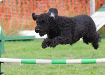 The Secret Language of Dogs: Understanding Canine Behavior