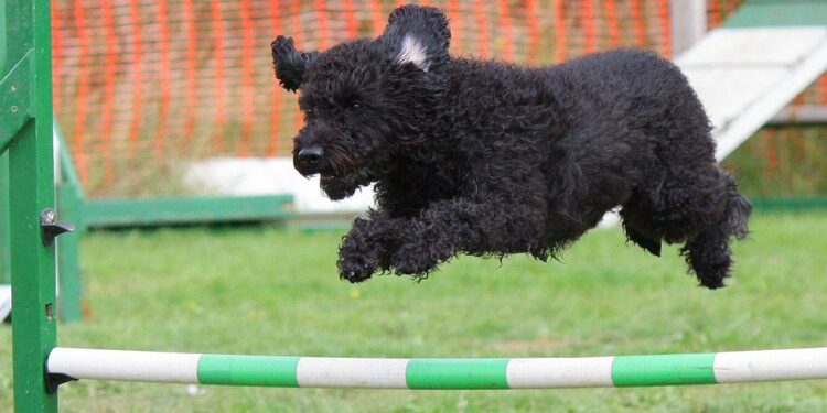 The Secret Language of Dogs: Understanding Canine Behavior