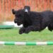 The Secret Language of Dogs: Understanding Canine Behavior