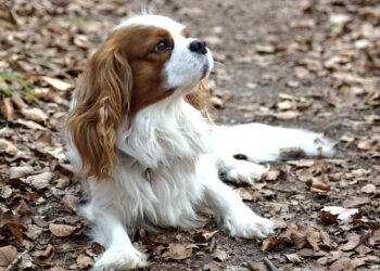 The Perfect Pet: Discover the Best Small Hypoallergenic Dogs for Allergy Sufferers