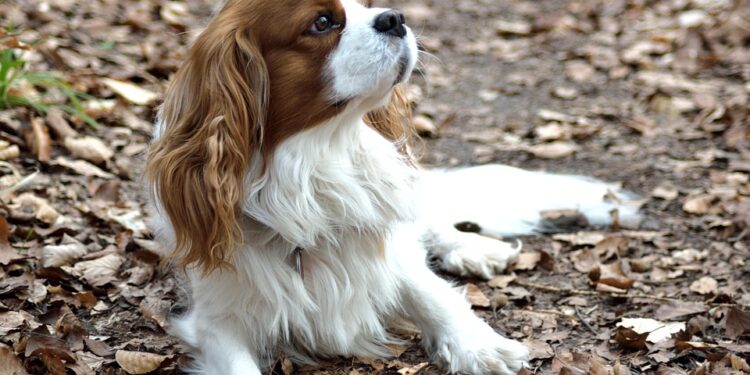 The Perfect Pet: Discover the Best Small Hypoallergenic Dogs for Allergy Sufferers