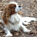 The Perfect Pet: Discover the Best Small Hypoallergenic Dogs for Allergy Sufferers