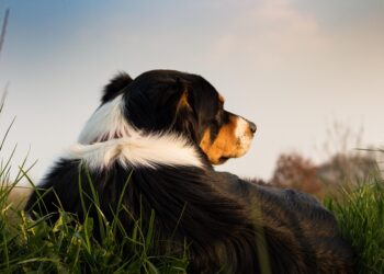The Canine Code: Decoding Dog Behavior for Better Understanding and Training