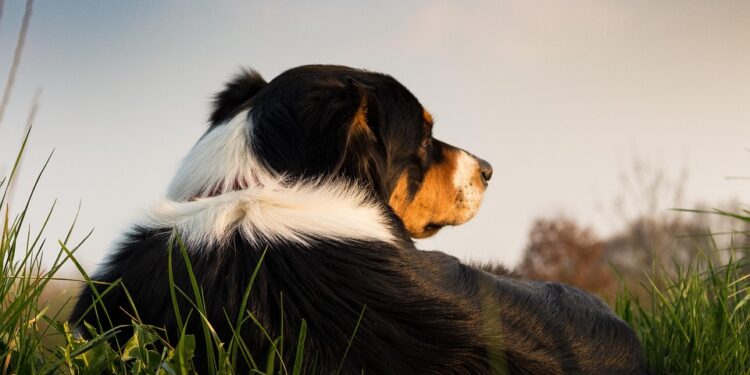 The Canine Code: Decoding Dog Behavior for Better Understanding and Training