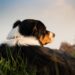 The Canine Code: Decoding Dog Behavior for Better Understanding and Training