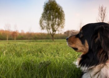 Mastering the Art of Dog Potty Training: Find the Best Resources Near You