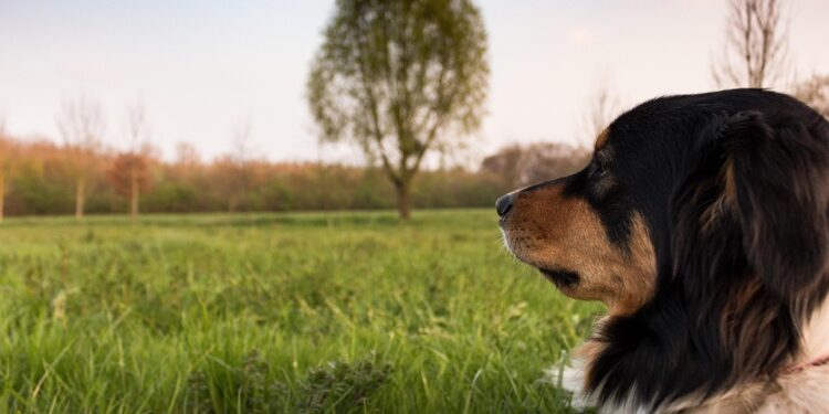Mastering the Art of Dog Potty Training: Find the Best Resources Near You