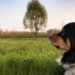 Mastering the Art of Dog Potty Training: Find the Best Resources Near You