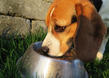 Digestive Delights: The Best Foods for Senior Dogs with Sensitive Stomachs