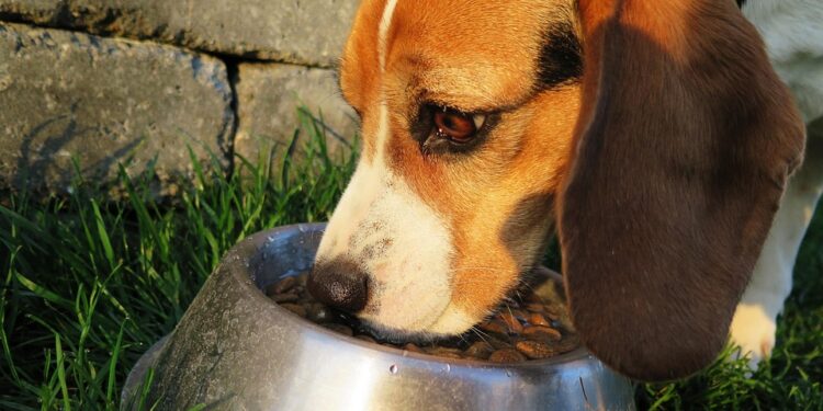 Digestive Delights: The Best Foods for Senior Dogs with Sensitive Stomachs