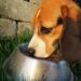 Digestive Delights: The Best Foods for Senior Dogs with Sensitive Stomachs