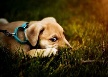 Master the Art of Control with a Slip Lead Leash: The Ultimate Tool for Training and Bonding