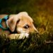 Master the Art of Control with a Slip Lead Leash: The Ultimate Tool for Training and Bonding