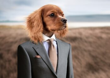 The Perfect Pup: Easy Training Tips for Small Hypoallergenic Dogs