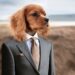 The Perfect Pup: Easy Training Tips for Small Hypoallergenic Dogs
