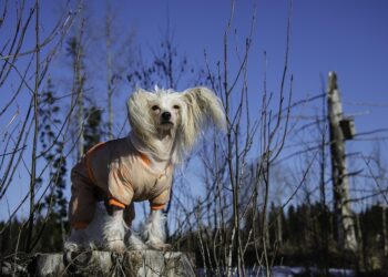 Stylish and Functional: The Ultimate Guide to Coats for Dogs