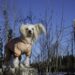 Stylish and Functional: The Ultimate Guide to Coats for Dogs