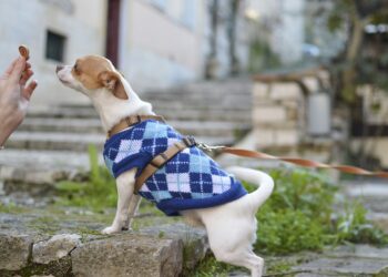 Unleashing the Power of the Little Beast: A Guide to Training and Loving Your Small Dog