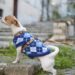 Unleashing the Power of the Little Beast: A Guide to Training and Loving Your Small Dog