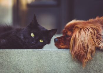 The Top 10 Best Apartment Dogs for a Happy Home