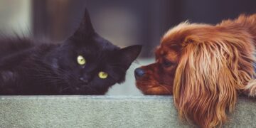 The Top 10 Best Apartment Dogs for a Happy Home