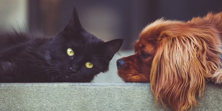 The Top 10 Best Apartment Dogs for a Happy Home