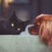 The Top 10 Best Apartment Dogs for a Happy Home