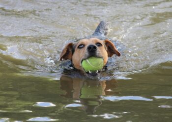 Unleashing Change: How Vaccination Can Impact Your Dog’s Behavior