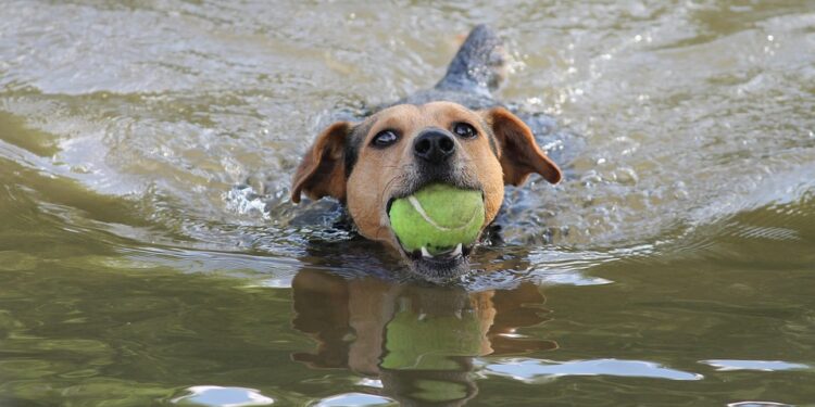 Unleashing Change: How Vaccination Can Impact Your Dog’s Behavior