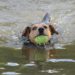 Unleashing Change: How Vaccination Can Impact Your Dog’s Behavior