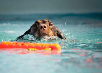 The Canine Mind: Understanding and Influencing Your Dog’s Behavior