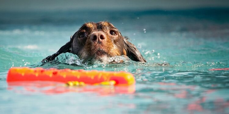 The Canine Mind: Understanding and Influencing Your Dog’s Behavior