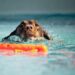 The Canine Mind: Understanding and Influencing Your Dog’s Behavior