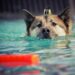 Unleash Your Dog’s Potential: Discover Free Training Near You!